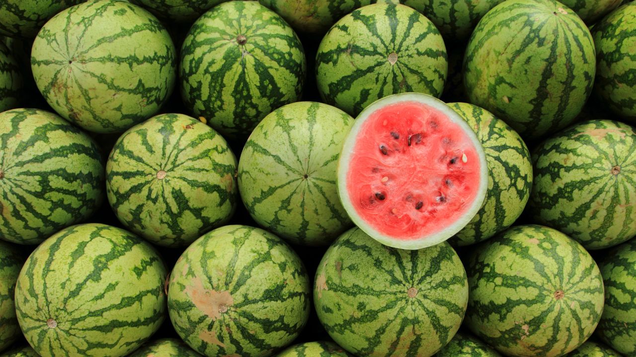 Fusarium Wilt Disease In Watermelon Muskmelon Crops Treatment Trichoderma Fungal Infection Control