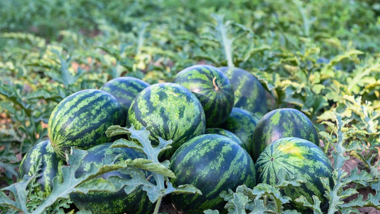 Punjab Farmers Downy Mildew Disease Has Affected Watermelon And Muskmelon Crops