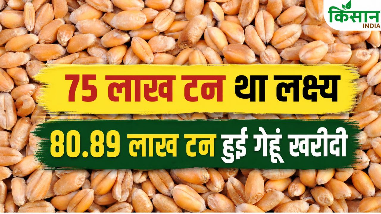 Haryana Procures 5 Lakh Tonnes Wheat More Than The Target Farmers Receive Rs 19687 Point 75 Crore