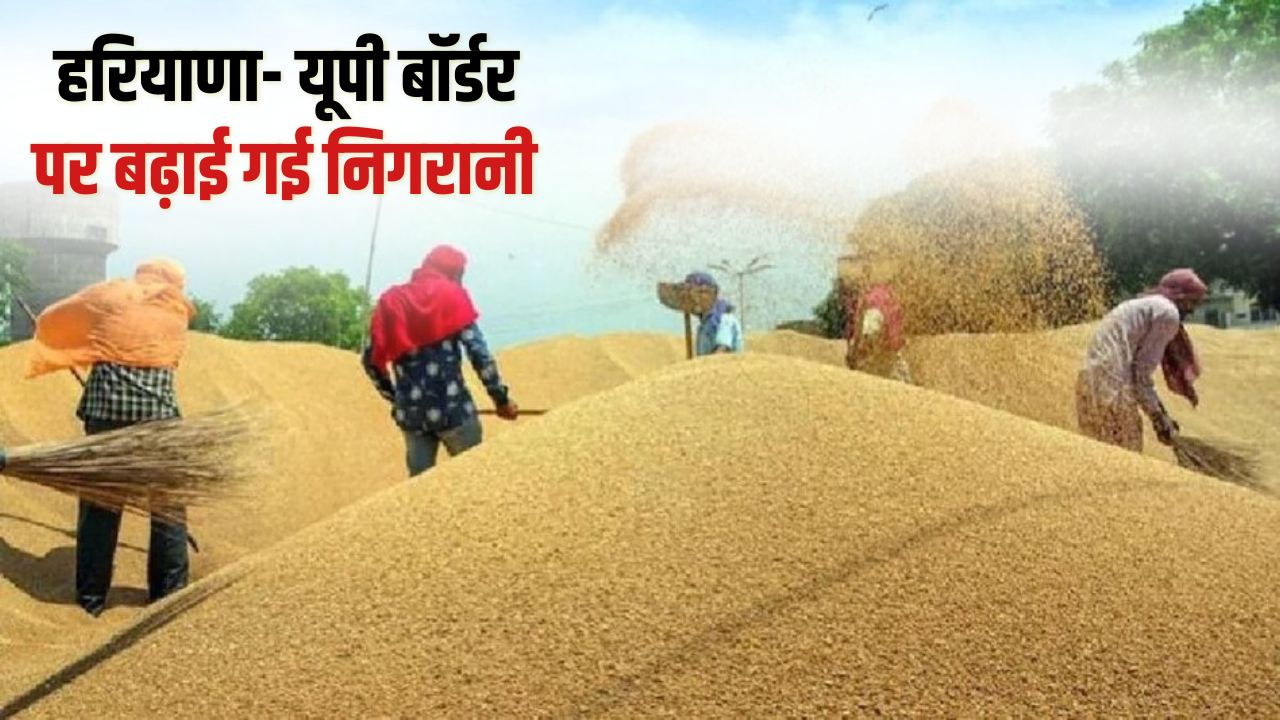 After Scam Wheat Scam Suspected In Haryana 13 Commission Agents Licenses Suspended