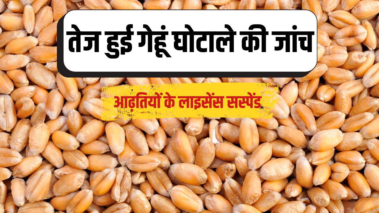 Wheat Procurement Wheat Scam In Karnal Haryana Fir Registered