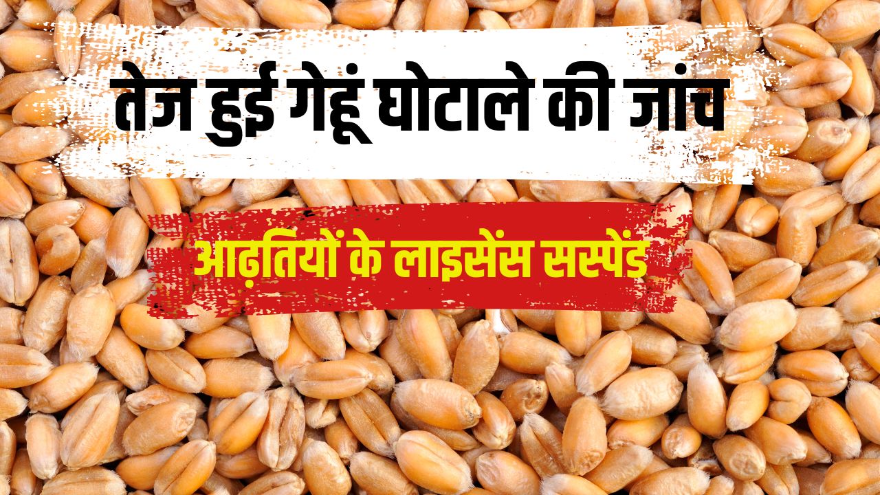 Wheat Procurement Wheat Scam In Karnal Haryana Fir Registered