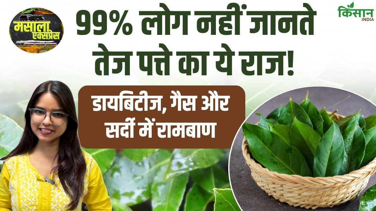 Know Benefits And Disadvantages Bay Leaf Wrong Use Can Cause Serious Harm Body