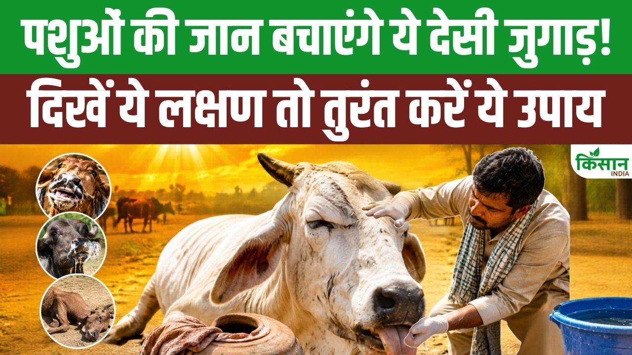 Expert Alert Extreme Heat Worsen Condition Animals Recognize Serious Signs Heatstroke Early