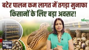 कम लागत में शुरू करें बटेर पालन बिजनेस, अंडे और मीट से होगी हर महीने शानदार कमाई