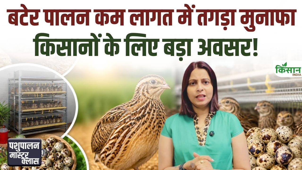 Start Quail Farming Business Low Cost You Earn Good Income Every Month From Eggs And Meat