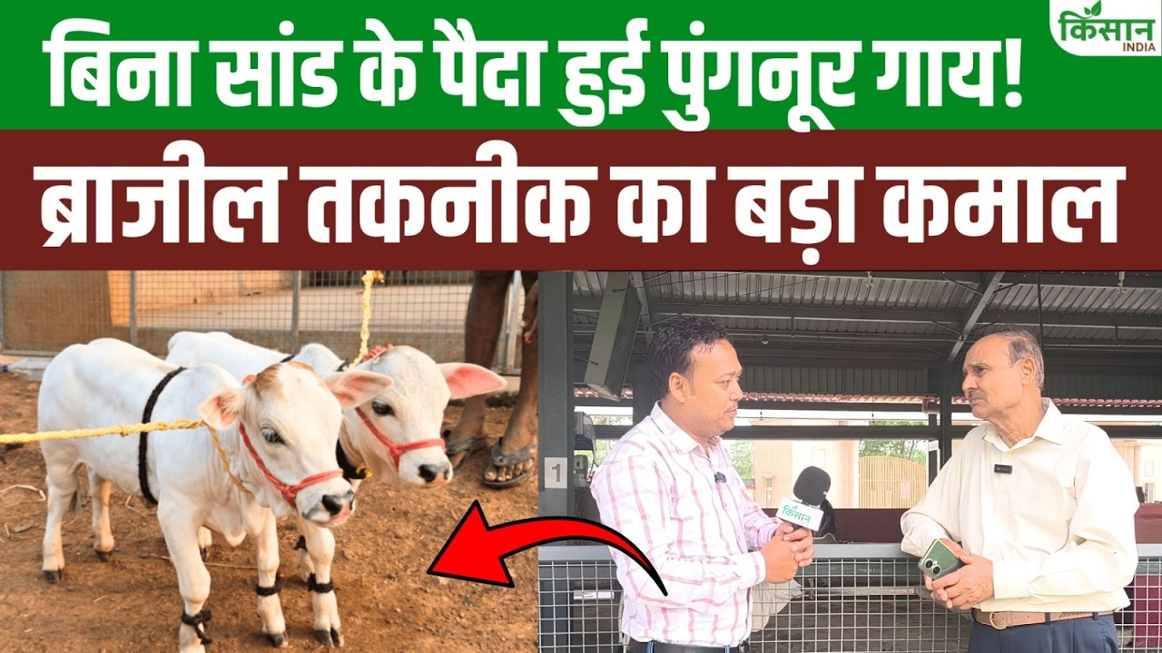 World Smallest Punganur Cow Born Without Bull Brazilian Technology Created New History Animal Husbandry