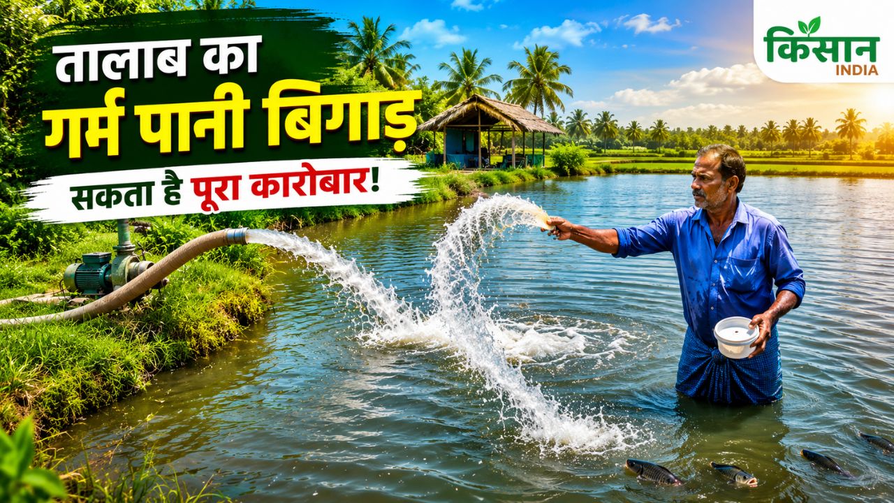 Summer Fish Farming Tips Lime Salt And Cool Water Can Boost Fish Growth And Profit