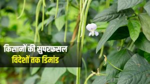 लंबे समय तक ताजा रहेगी और न सूखेगी न सड़ेगी.. IIVR की नई सब्जी किस्म ‘काशी विशान’ का जलवा लंबे समय तक ताजा रहेगी और न सूखेगी न सड़ेगी.. IIVR की नई सब्जी किस्म ‘काशी विशान’ का जलवा