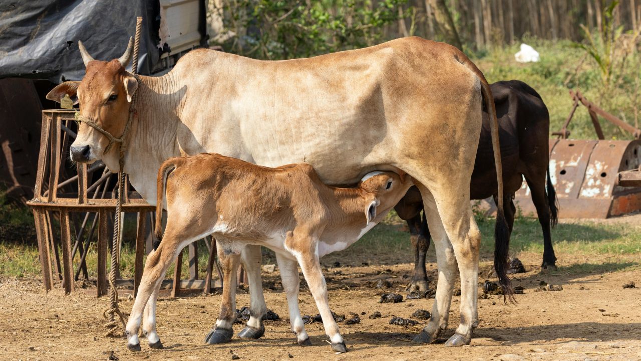 Balanced Diet Essential Increase Cow And Buffalo Milk Production Learn Animal Husbandry Department Special Advice