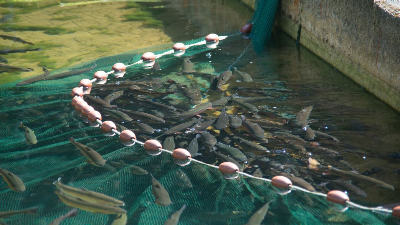 Bihar Fish Feed Production Reaches 50000 Tonnes Fish Farming Business