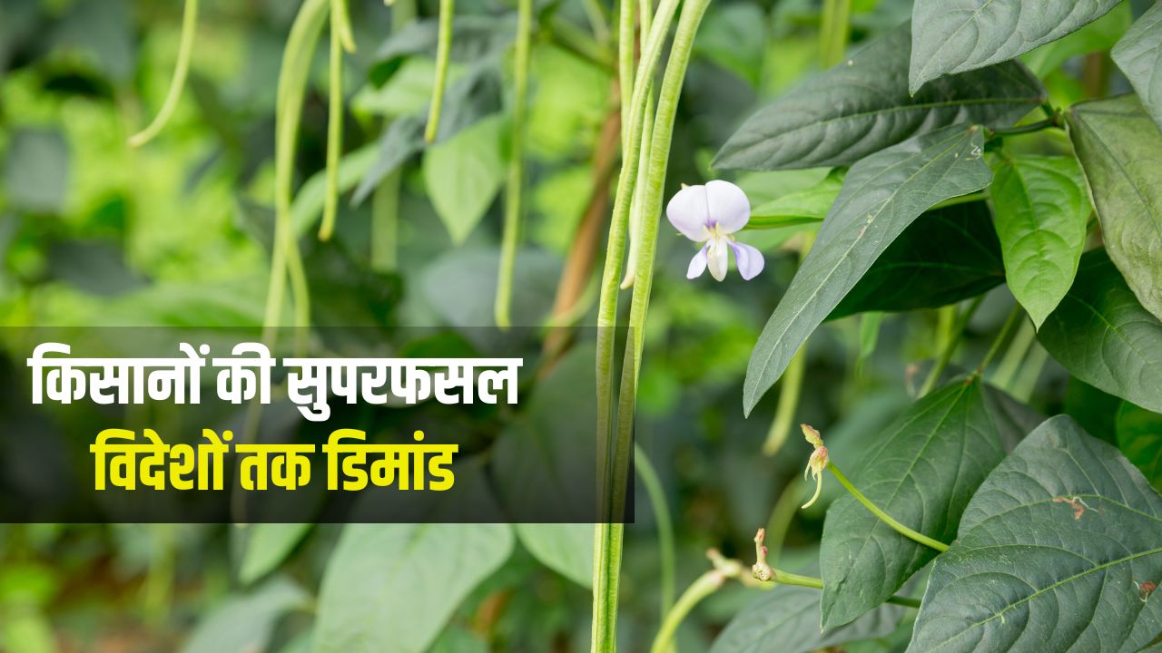 Iivr Kashi Vishan Cowpea Farming Profit For Farmers And Export Demand