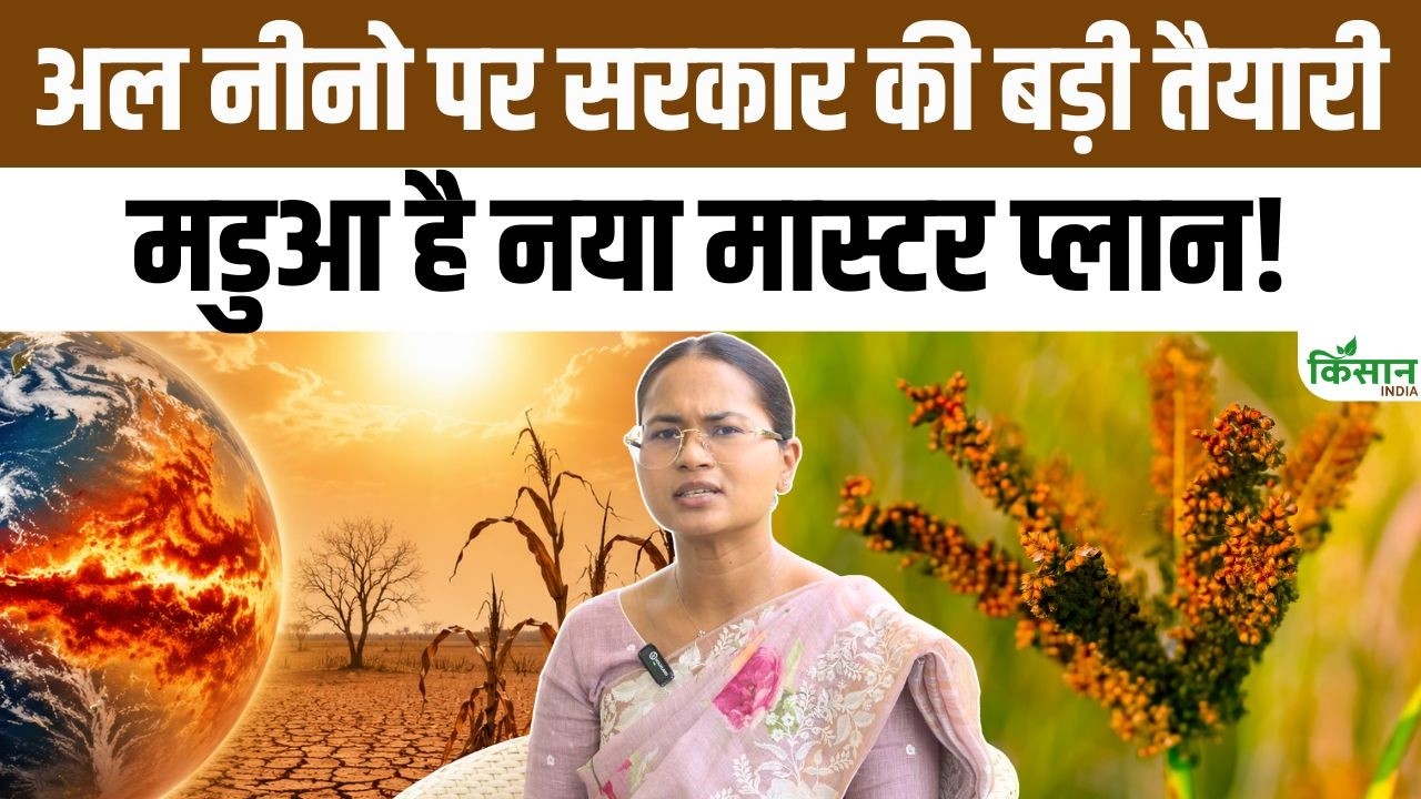 Amid Concerns Over El Nino And Weak Monsoon Finger Millet Cultivation Could Become Source Income For Farmers