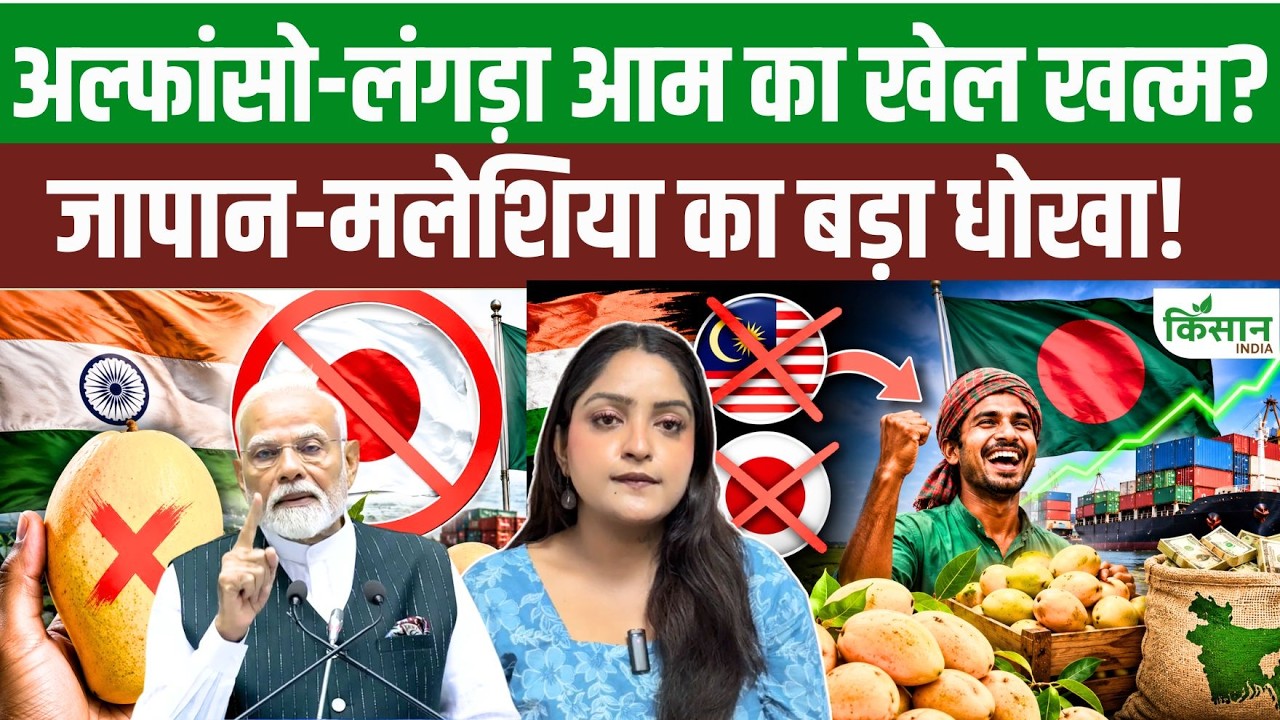 India Suffers Setback In Global Mango War Malaysia And Japan Reverse Stance Demand Rises This Country