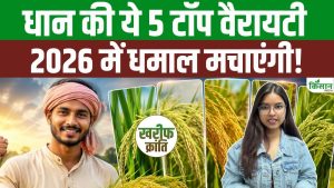 Dhan Ki Top Variety : 2026 की टॉप 5 धान वैरायटी! सबसे ज्यादा पैदावार और मुनाफा Dhan Ki Top Variety : 2026 की टॉप 5 धान वैरायटी! सबसे ज्यादा पैदावार और मुनाफा