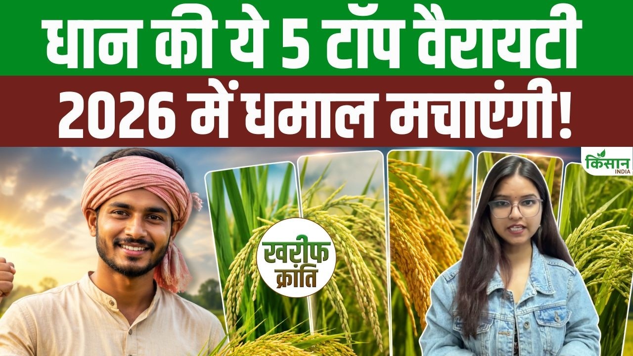Top Rice Varieties For Kharif Season Top 5 Rice Varieties For 2026 Highest Yields And Profits