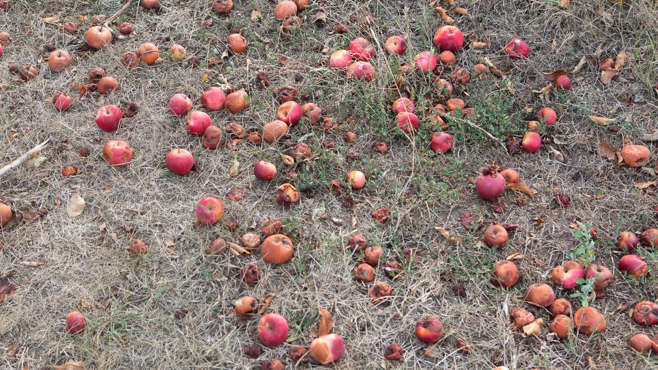Apple Crops Damaged By Hailstorm In Kashmir Farmers Demand Crop Insurance For Crop Damage Fasal Bima Yojana