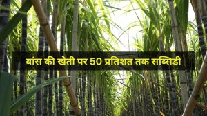 Tip Of The Day: धान-गेहूं छोड़ ‘हरा सोना’ उगाकर कमाएं लाखों रुपये, सरकार भी दे रही 50 फीसदी तक मदद Tip Of The Day: धान-गेहूं छोड़ ‘हरा सोना’ उगाकर कमाएं लाखों रुपये, सरकार भी दे रही 50 फीसदी तक मदद