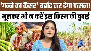 गन्ना किसानों के लिए बड़ा अलर्ट, ‘गन्ने का कैंसर’ फैलने से पहले तुरंत बदलें ये किस्म गन्ना किसानों के लिए बड़ा अलर्ट, ‘गन्ने का कैंसर’ फैलने से पहले तुरंत बदलें ये किस्म