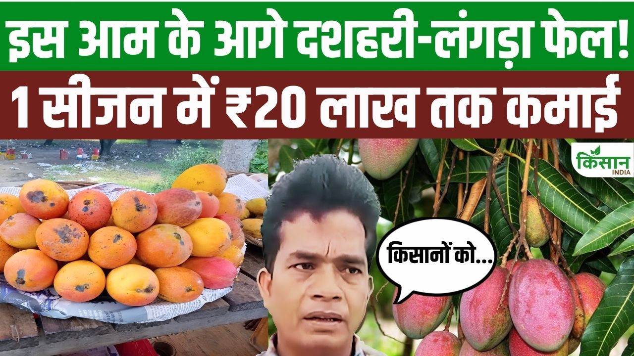 Yakuti Mangoes Yielding Higher Returns Than Dasheri And Langra Farmers Earning Lakhs In A Single Season