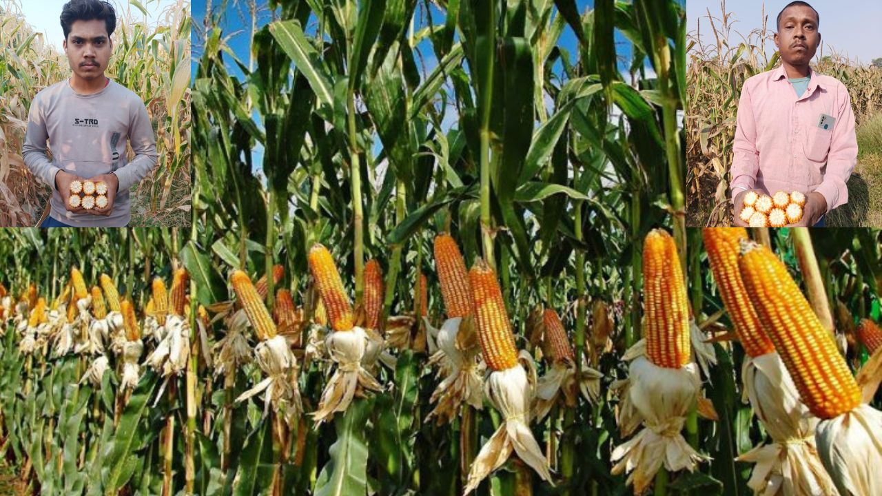 Chhattisgarh Maize Farming Profitable Alternative To Paddy Popcorn Cultivation Contract Farming Farmers Income Growth