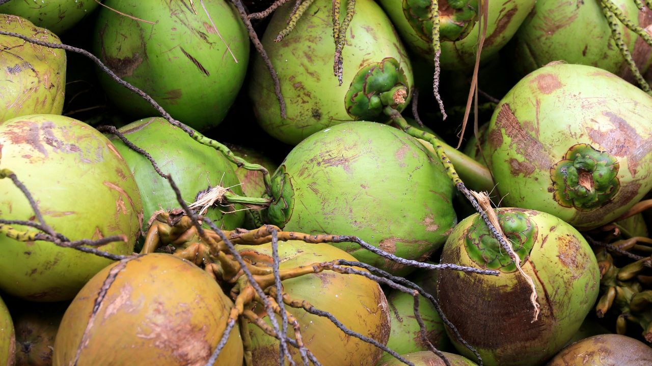 Farmers Demand Msp Government Procurement For Coconut After Sharp Price Drop