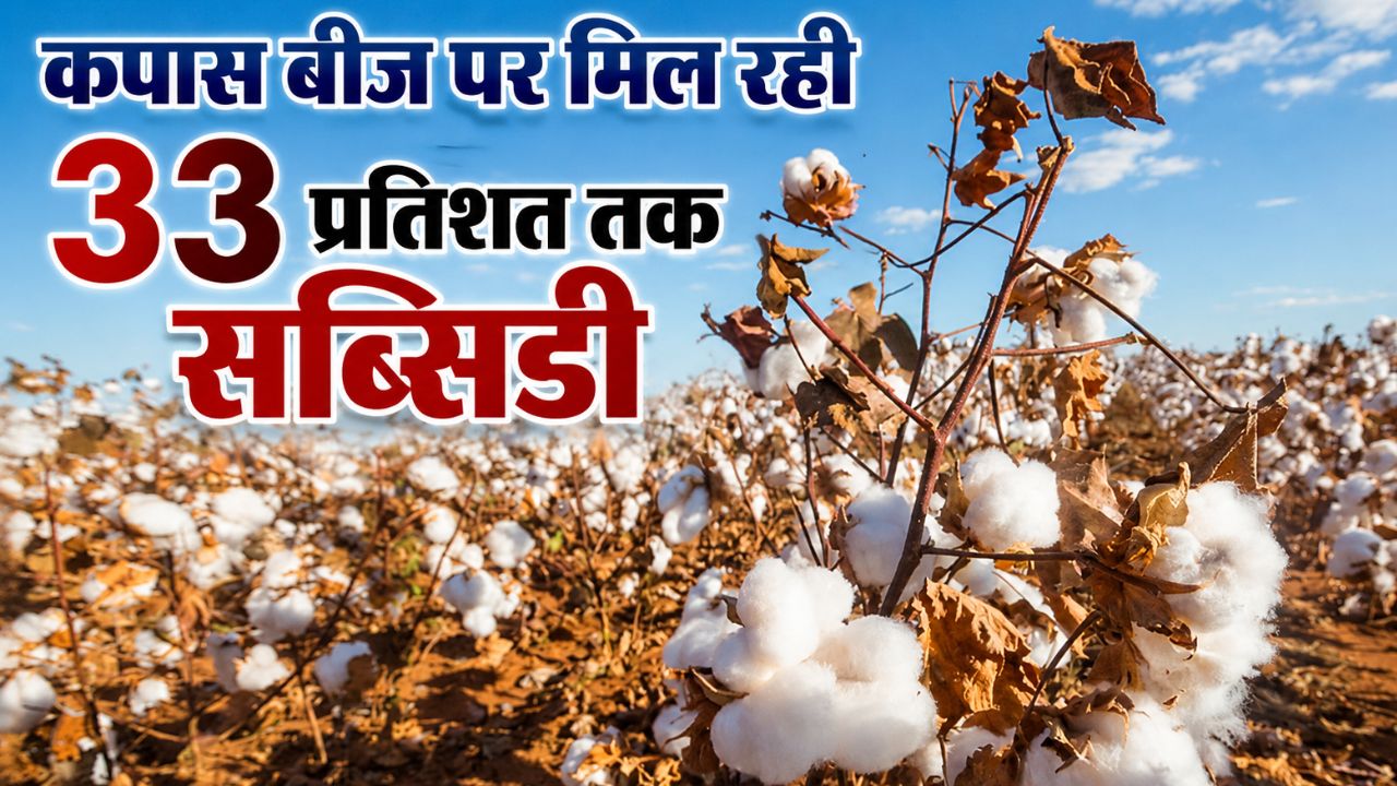 Punjab Cotton Farming Cotton Seed Subsidy 33 Percent Registration Period Extended 15 Days