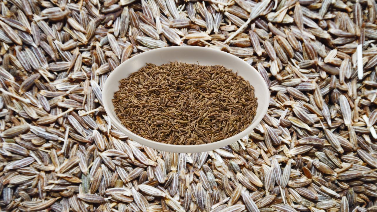 Cumin Market Rate Latest Market Rate Gujarat Market Cumin Rate Cumin Wholesale Price