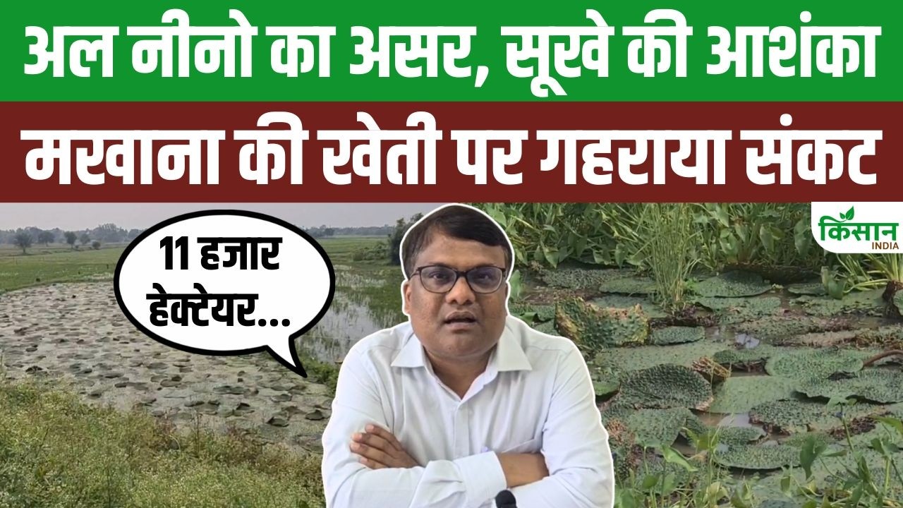 El Nino Havoc Bihar Makhana Cultivation In Crisis 11000 Hectares Of Crops Affected In Katihar