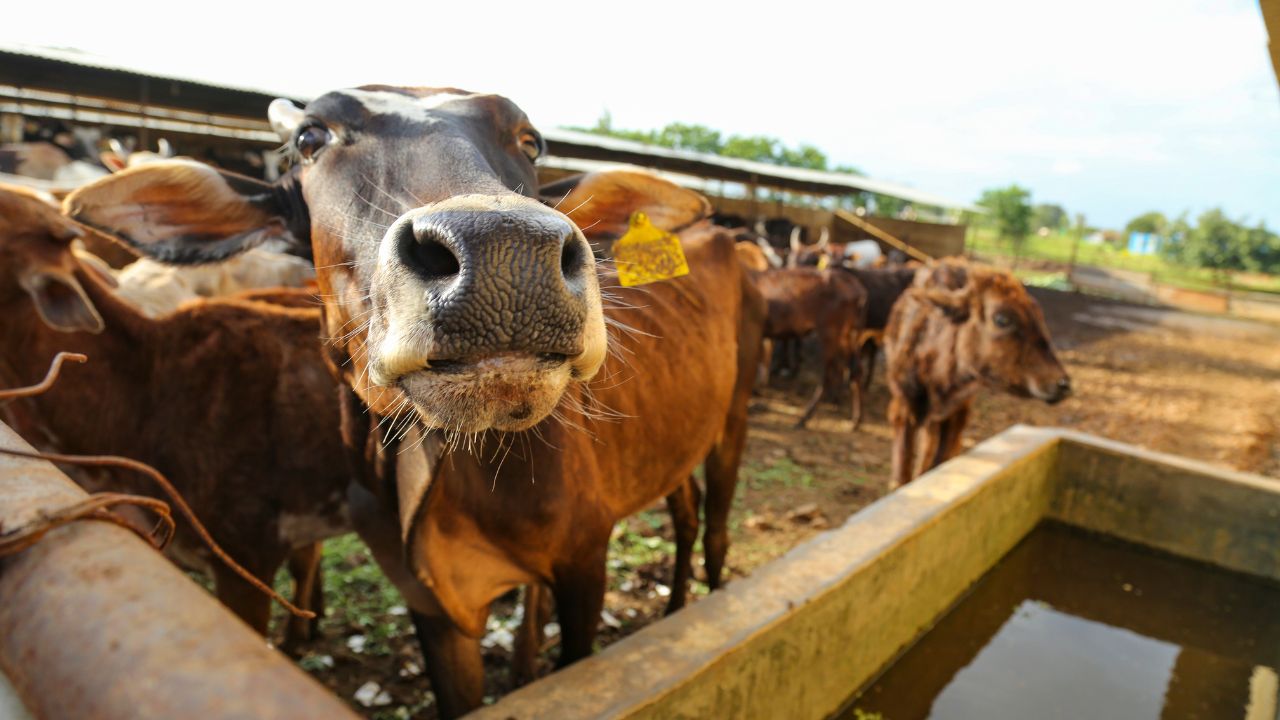 Monsoon Animal Diseases Prevention Tips Livestock Care Galghotu Fmd Risk In Dairy Animals