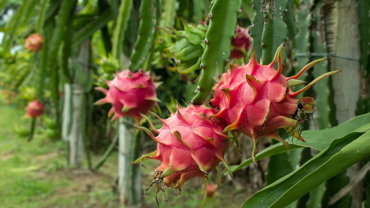 Bihar Government Is Giving 2 Point 70 Lakh Subsidy Per Hectare For Dragon Fruit Farming