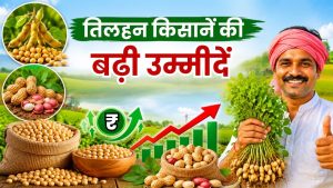 तिलहन किसानों के लिए अच्छी खबर, बेहतर दामों से बढ़ा किसानों का उत्साह, खरीफ में रकबा बढ़ने के आसार तिलहन किसानों के लिए अच्छी खबर, बेहतर दामों से बढ़ा किसानों का उत्साह, खरीफ में रकबा बढ़ने के आसार