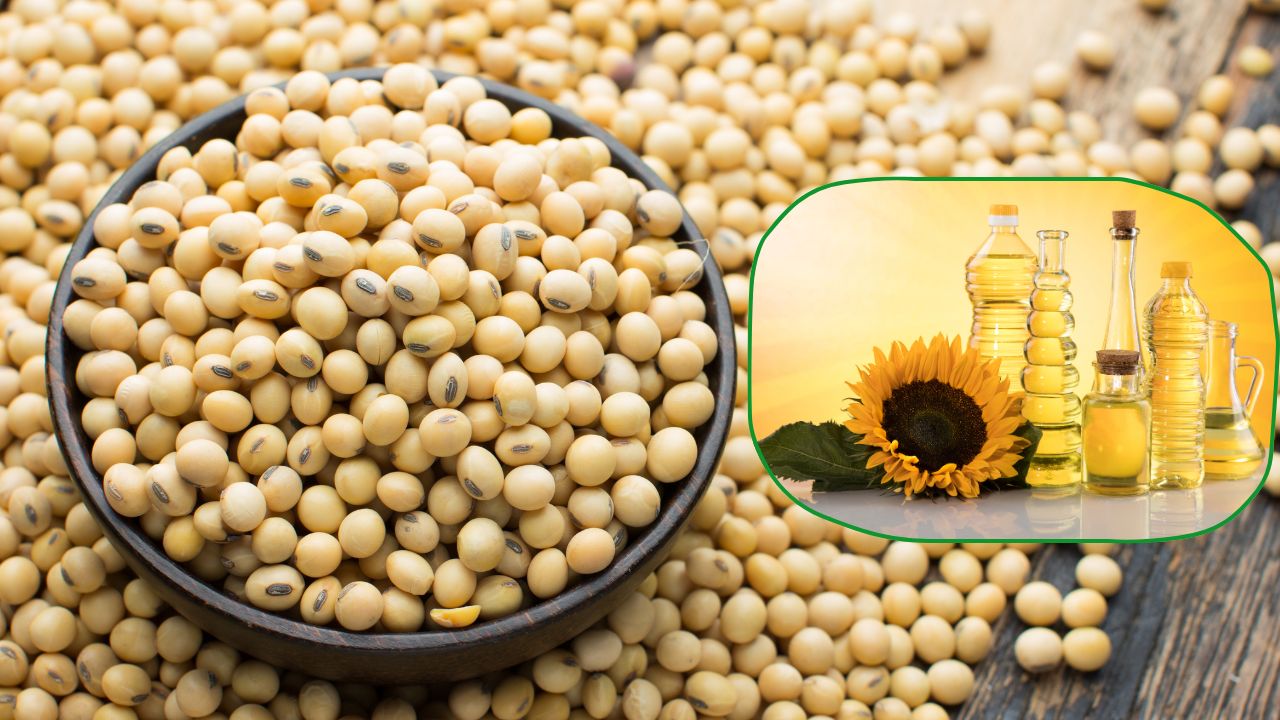 Soybean Cultivation Soybean Acreage Increases Edible Oils Kharif Crop Sowing