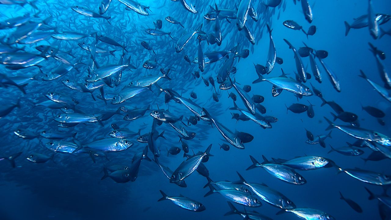 Incois Issues Sepcial Bulletin On El Nino Impact On Indian Ocean Fisheries Coastal Areas