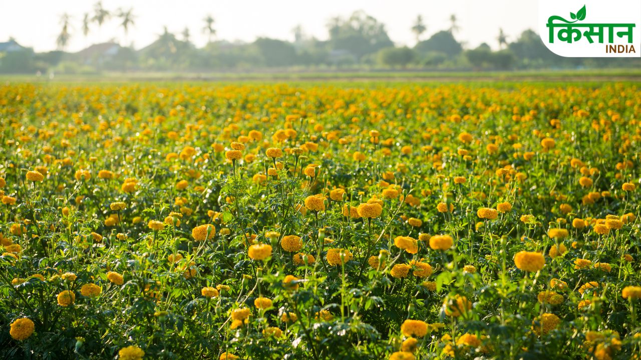 Flower Cultivation Growing Rapidly Area Exceeding 4 Lakh Hectares Top 5 Producing States
