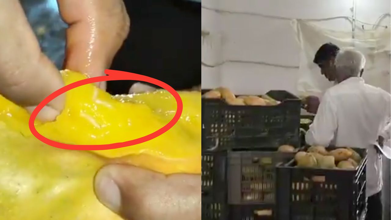 Rotten Worm Infested Mangoes Seized In Gujarat Fssai Raid Mehsana Food Safety Action