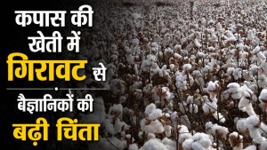 कपास की खेती में 70 फीसदी गिरावट, 7 साल में कम होकर 2.82 लाख हेक्टेयर रह गया रकबा कपास की खेती में 70 फीसदी गिरावट, 7 साल में कम होकर 2.82 लाख हेक्टेयर रह गया रकबा