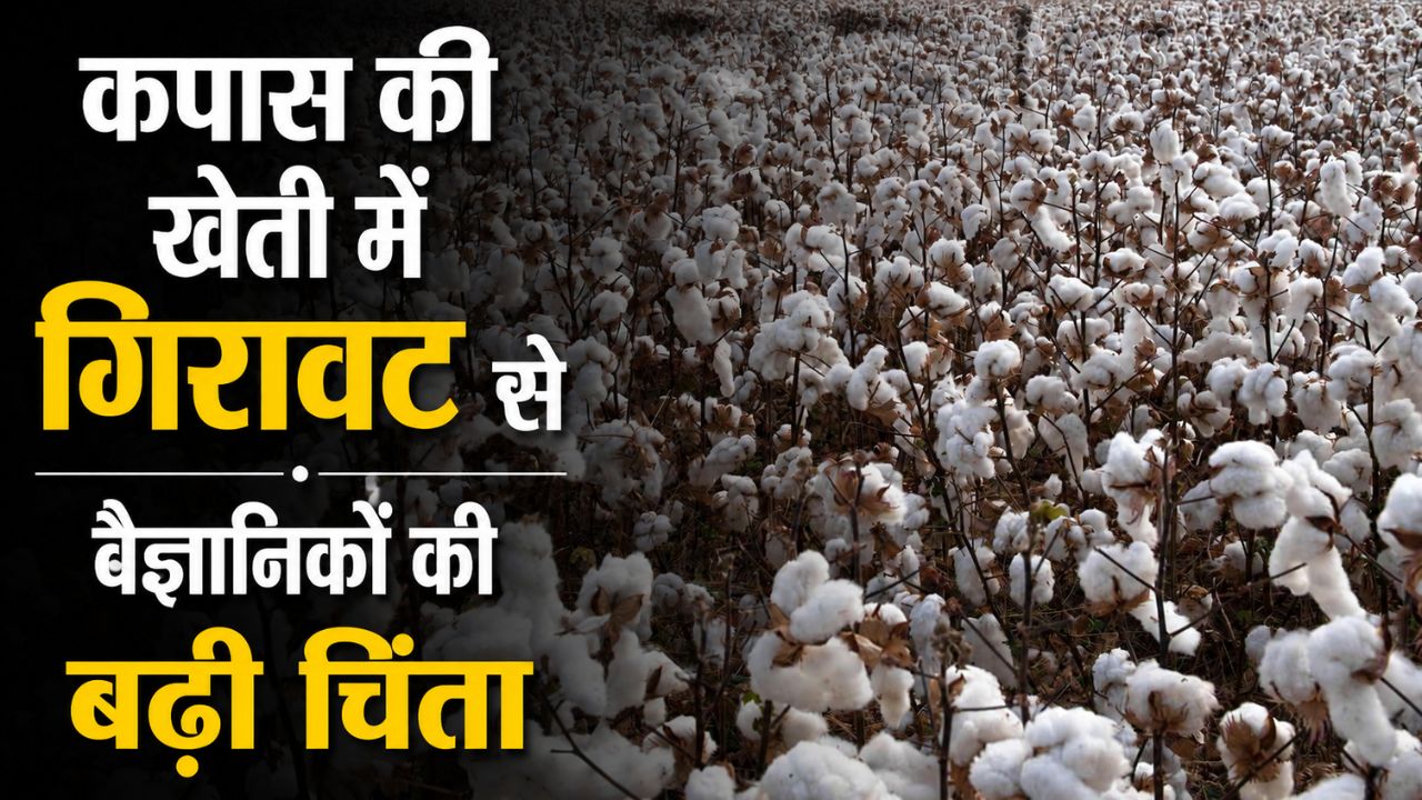 Cotton Farming Haryana Cotton Farming Cotton Farming Decline Haryana Cotton Acreage 2026
