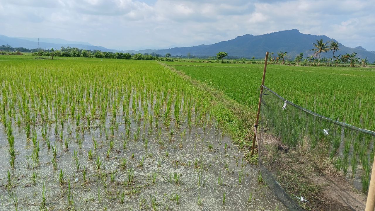 Paddy Transplantation Begin In Haryana From June 15 Paddy Area Target