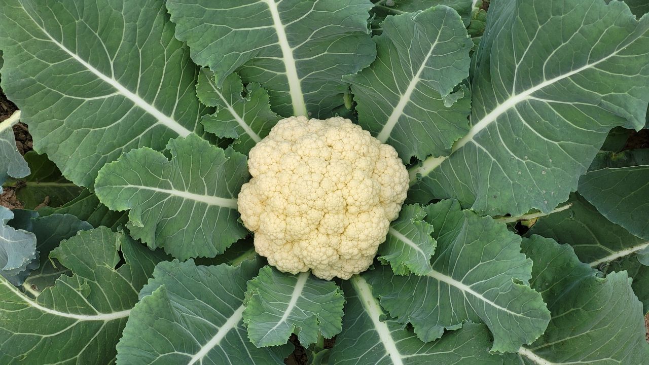 Horticulture Production Second Advance Estimates 2025 26 India Potato Fruits Vegetables Onion