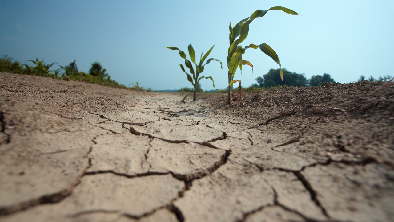 Monsoon 2026 Update Rainfall Deficit India Maharashtra Observes 75 Percent Less Rain Kharif Crops Risk
