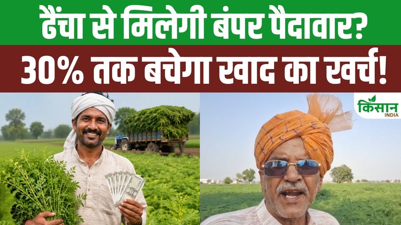 Ditch Dap And Urea And Switch Dhaincha Reducing Fertilizer Costs By 30 Percent And Improving Soil Fertility