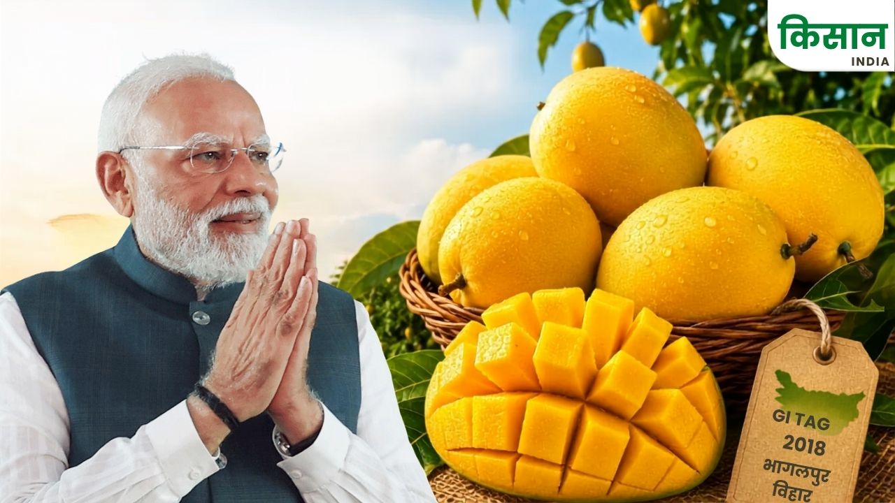 Bhagalpur Zardalu Mango Gains Spotlight After Pm Modi Praises It In Mann Ki Baat Jardalu Aam Ki Khasiyat