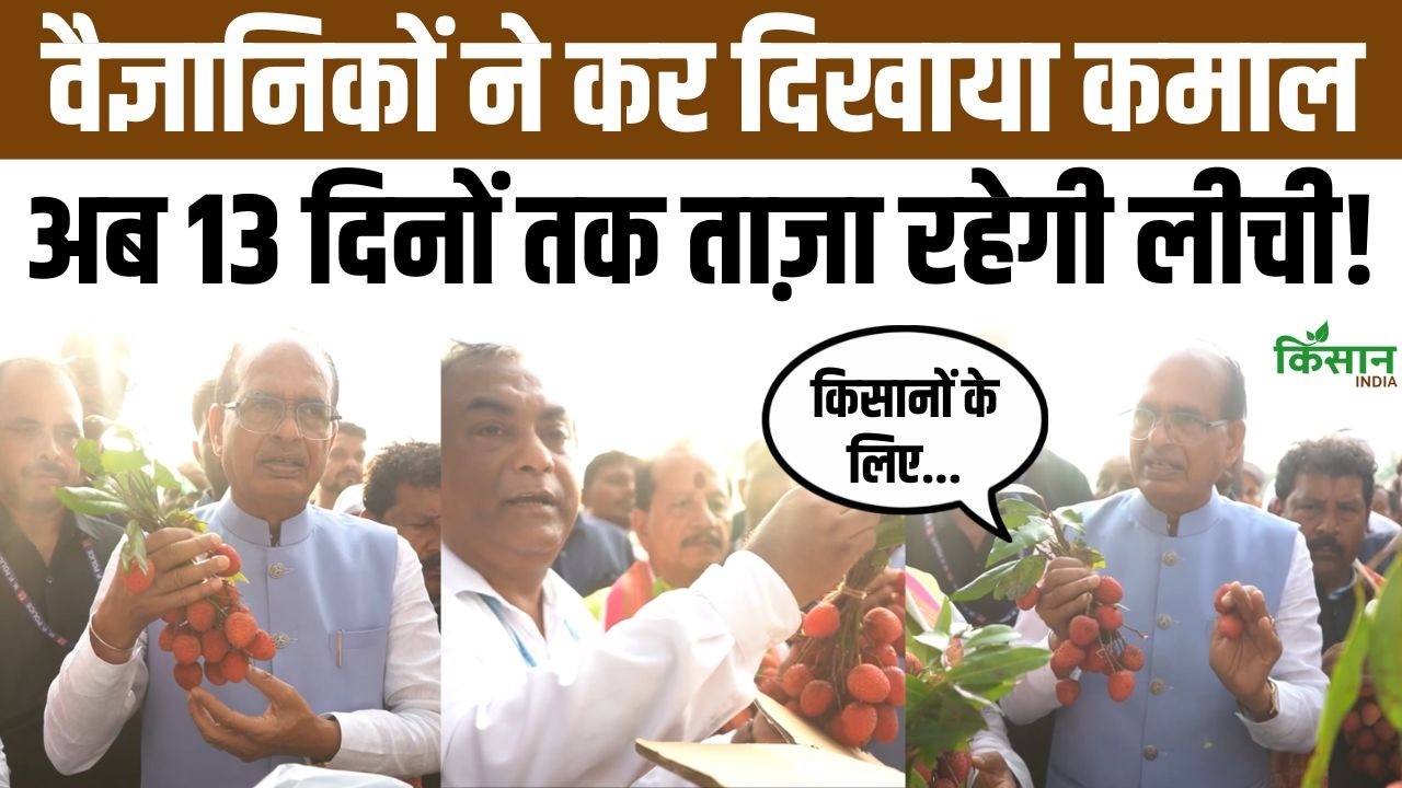 Litchi Farmers Shivraj Chouhan Shares New Technique Litchis Now Stay Fresh For Up To 13 Days