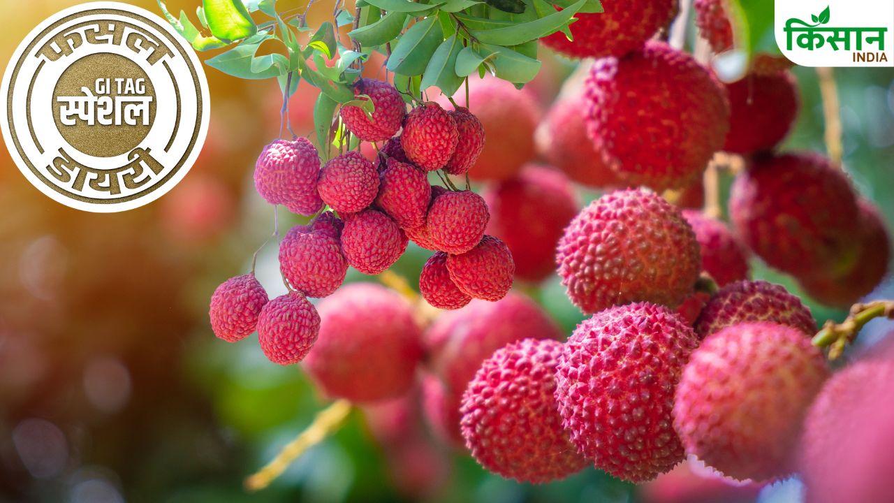 Tezpur Litchi Cultivation Gi Tag Special Story Tezpur Litchi History