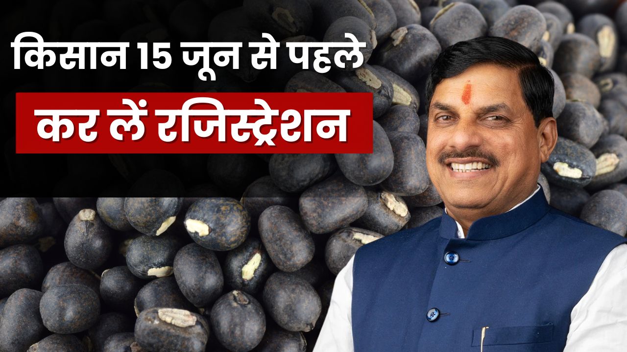 Madhya Pradesh Urad Moong Procurement Registration Process Open Till June 15 Know All Details Here