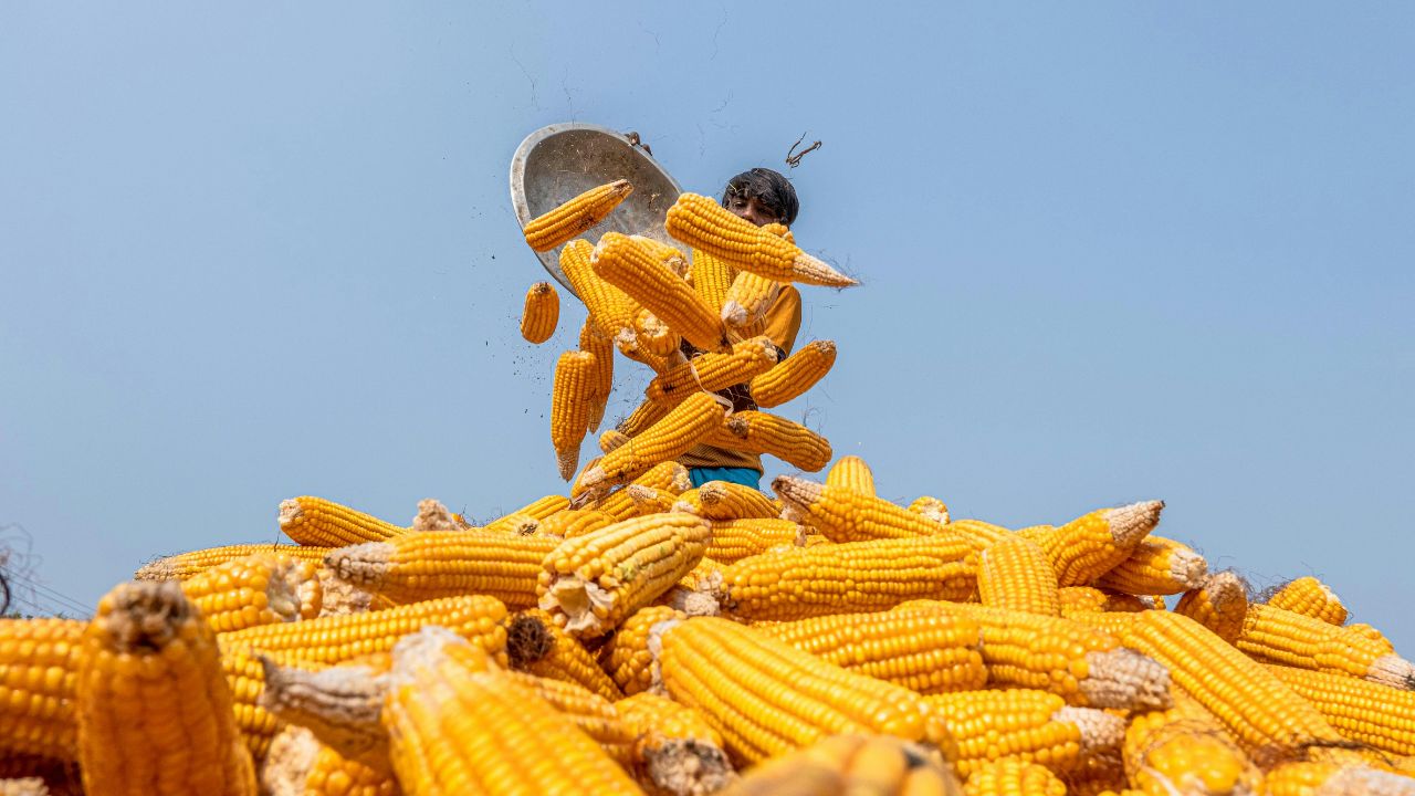 India Corn Exports May Reach Record 2 Point 4 Million Tonnes On Rising Demand From Neighbouring Countries