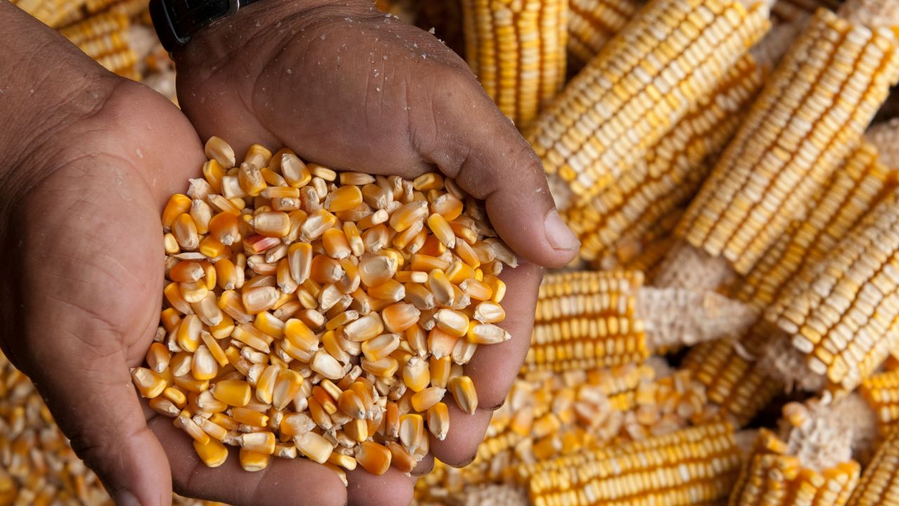 Maize Procurement On Msp Maize Procurement Began Today In 26 Districts Uttar Pradesh