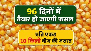 वैज्ञानिकों ने तैयार की मक्का की नई किस्म PMH-17.. प्रति एकड़ 25 क्विंटल होगी पैदावार