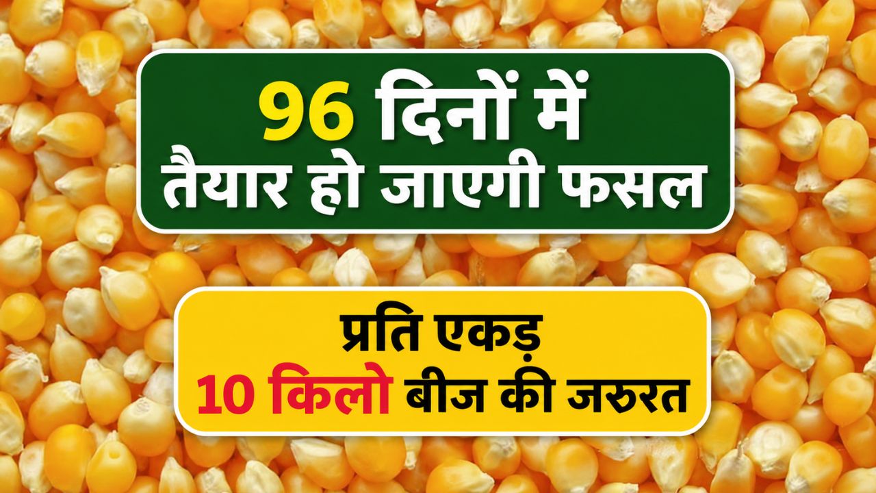 Scientists Have Developed A New Variety Of Maize Pmh 17 Punjab Agricultural University